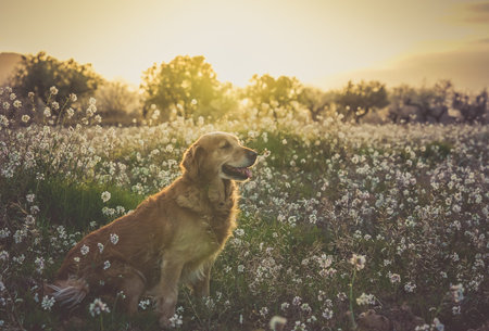 brown golden retriever breed dog in the field