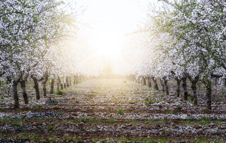 almond trees in blossom with the sun's rays in front of them