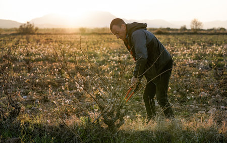 Farmer pruning vineyards in Spain