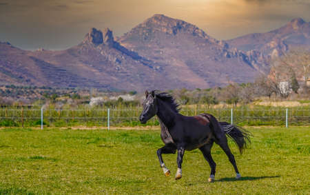 Black horse running in a green field against a background of clouds at sunset.の写真素材