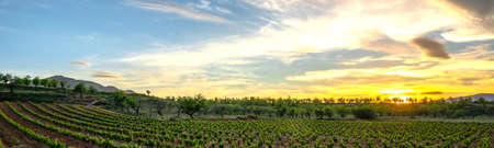Panoramic view of high altitude vineyards, landscape with vineyards and mountains at sunset.の写真素材