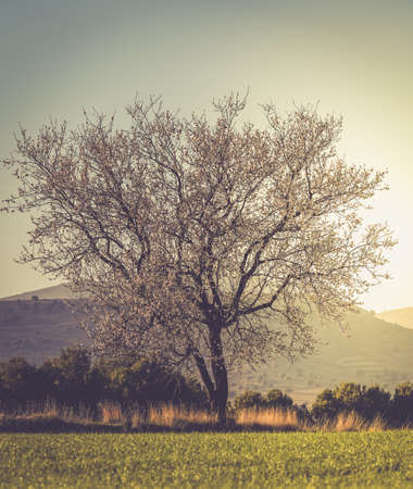 almond blossoms and green meadows with mountains in the background at sunsetの写真素材