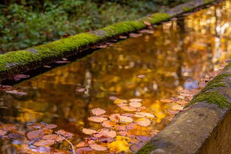 reflection in the water of the colors and trees in autumn