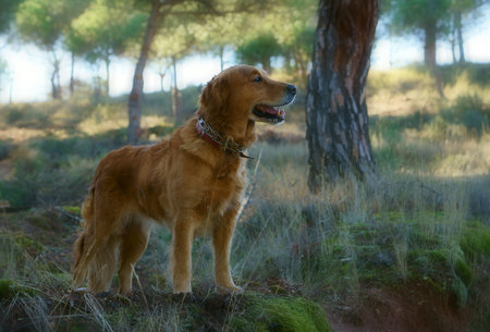 golden retriever dog in the countryside happily enjoying nature