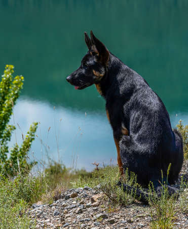black german shepherd dog by a lakeの写真素材