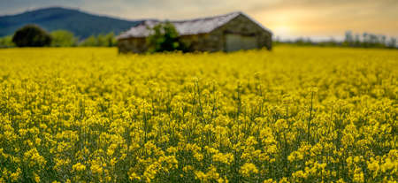 Rapeseed fields at sunset, in Spain.の写真素材