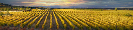 panoramic, view, sunset of vineyards in autumn, Spain La Rioja.の写真素材