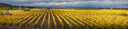 panoramic, view, sunset of vineyards in autumn, Spain La Rioja.の写真素材