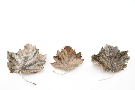 Leaves in autumn, winter, for designs, backgrounds, decoration.の写真素材