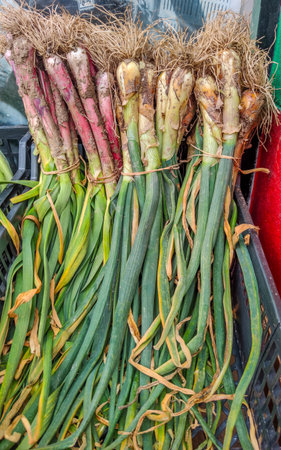 Green or tender garlic, a traditionally cultivated vegetable for grilling.