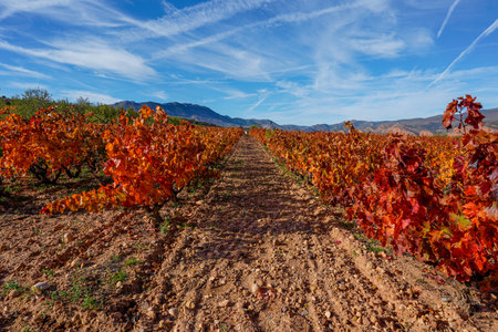 Vineyards with orange autumn colours, agricultural fields and mountains, in La Rioja, Spain.の写真素材