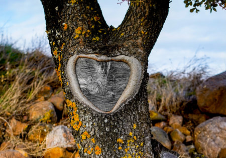 Tree trunk with heart-shaped knotの写真素材