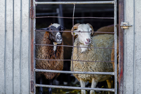 sheep in their enclosureの写真素材