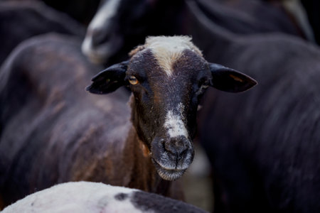 the flock of shorn sheepの写真素材