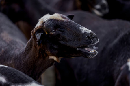 sheepの写真素材