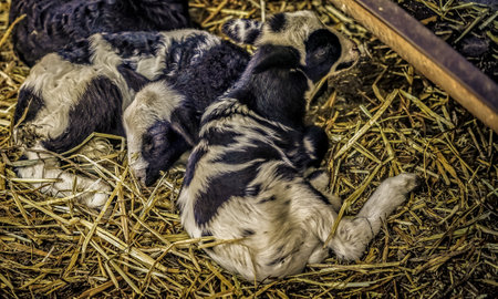 baby sheep on the farmの写真素材