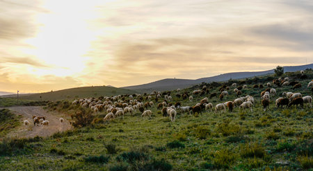 sheep on the hill at sunsetの写真素材