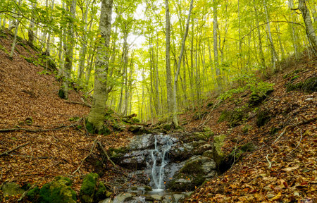 Autumn landscape with a small waterfall in the beech forest.