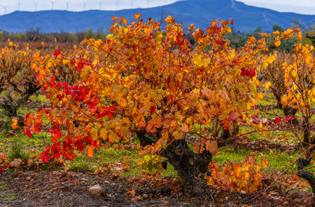 Autumn vineyards in the countryside of La Rioja, Spainの写真素材