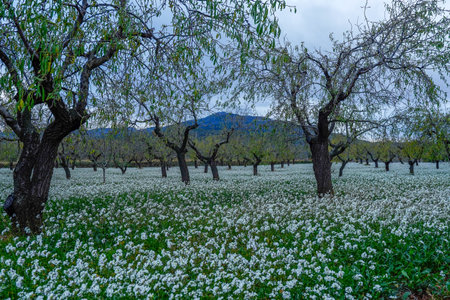 Spring landscape with blooming buckwheat field and trees in bloomの写真素材