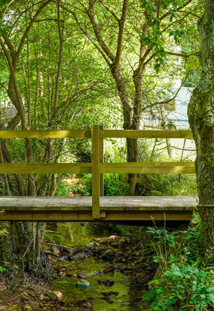 Lonely path through the forest