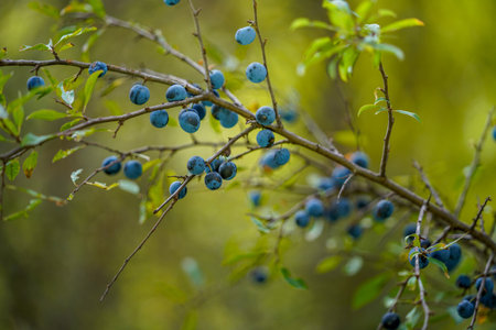 blackthorn fruit to create liqueurの写真素材