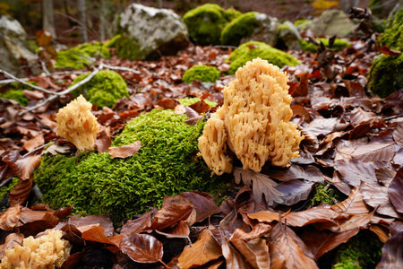 Sponge mushrooms growing on the beech forest floor