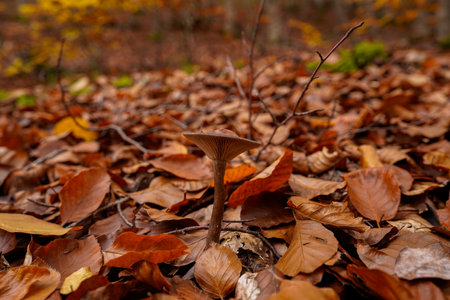 Lone mushroom on the leafy forest floorの写真素材