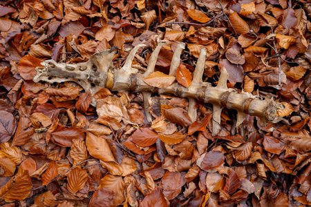 Bone of small mammal among the leavesの写真素材