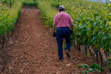Adult farmer walking towards his day's work guarding the vineyards dressed in shirt, trousers and gloves.の写真素材