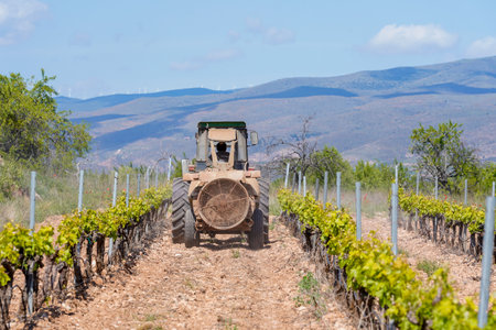 Vine grower with a tractor working to control weeds, insects and vine pestsの写真素材