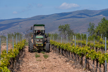 Vine grower with a tractor working to control weeds, insects and vine pestsの写真素材