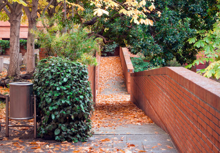 path through an interior garden with leaves in autumn, with yellow, orange and brown colors, among...
