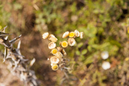 yellow thistle flower in Galicia.の写真素材
