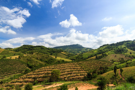 coffee field