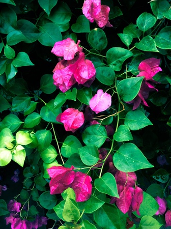 Pink paper flower in the gardenの素材