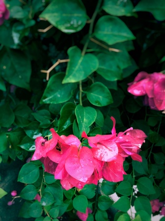 Pink paper flower in the gardenの素材
