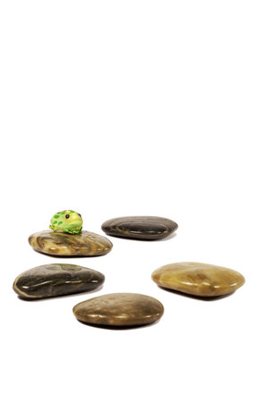 frog on a rockの写真素材