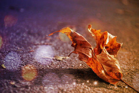 Dry leaf nature scene