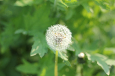 Dandelion flower in the garden, closeup of photo.