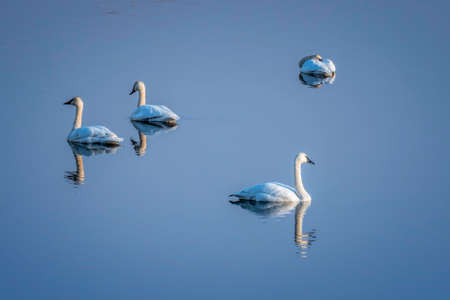 Trumpeter Swan Pairs and Blue Sky Reflected in Mirror Calm Waterの写真素材