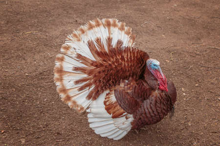 Beautiful brown strutting turkey in gravel barnyard.の写真素材