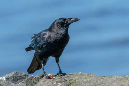 Black crow on rock with blue water backgroundの写真素材
