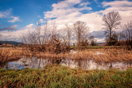Wetland pond with marsh grasses and blue-sky backgroundの写真素材