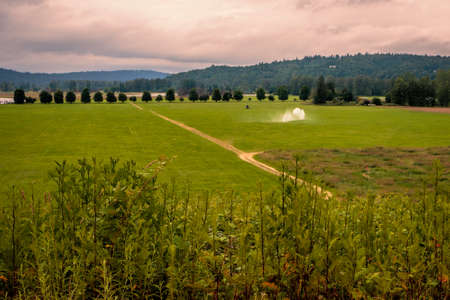 Elevated view of lush green farm field with sprinkler in northwest Washingtonの写真素材