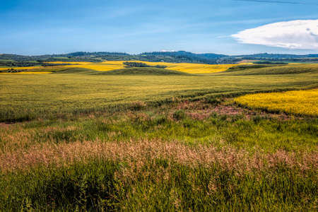 Brilliant yellow mustard fields over rolling hills of green in southern Idaho.の写真素材