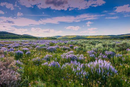 Summer lavender wildflowers in sagebrush below Wyoming Range Subblette Coounty Wyomingの写真素材