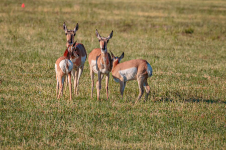 Pronghorn Antelope doe and fawn pairs.