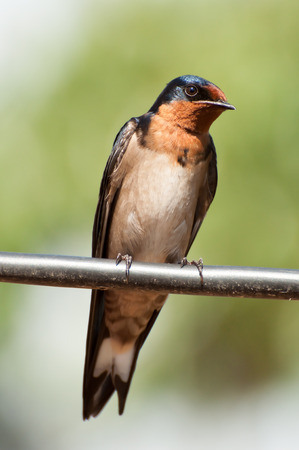 Red-Breasted Swallow sitting on a wire on and island in Lake Victoria, East Africa. The bird is facing the viewer, and the breast is clearly visible.の写真素材