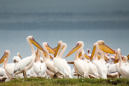 Pelicans huddled together at the edge of Lake Nakuru in Kenya, with dark grey skies behind them, complimenting their soft white feathers beautifully.の写真素材